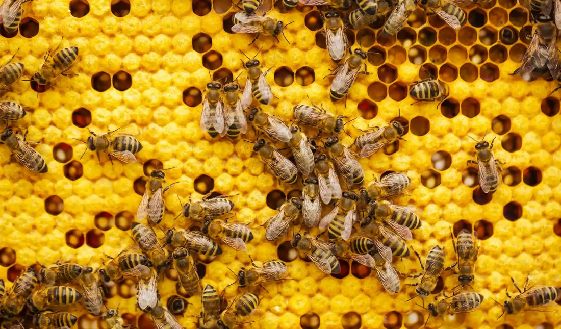 Beekeeping for Beginners: A Complete Guide to Starting Your First Beehive