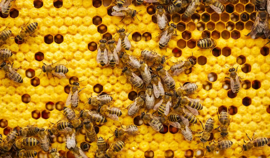 Beekeeping for Beginners: A Complete Guide to Starting Your First Beehive