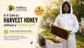 Is it safe to harvest honey without a full bee suit?